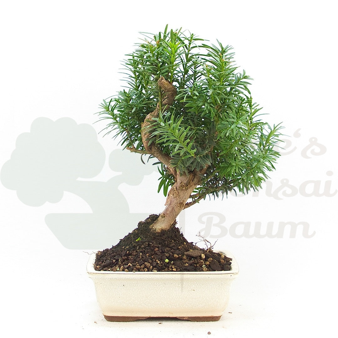 Eibe Hybrid 'Taxus media'